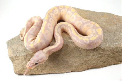 Enchi Super Banana Ball Python