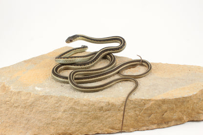 Hybrid Garter Snake - Plains X Eastern