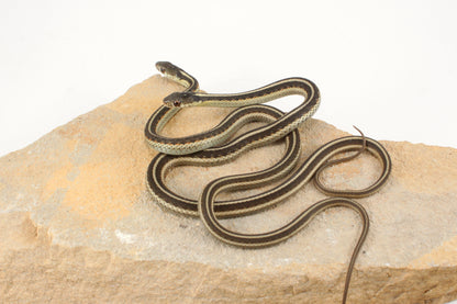 Hybrid Garter Snake - Plains X Eastern