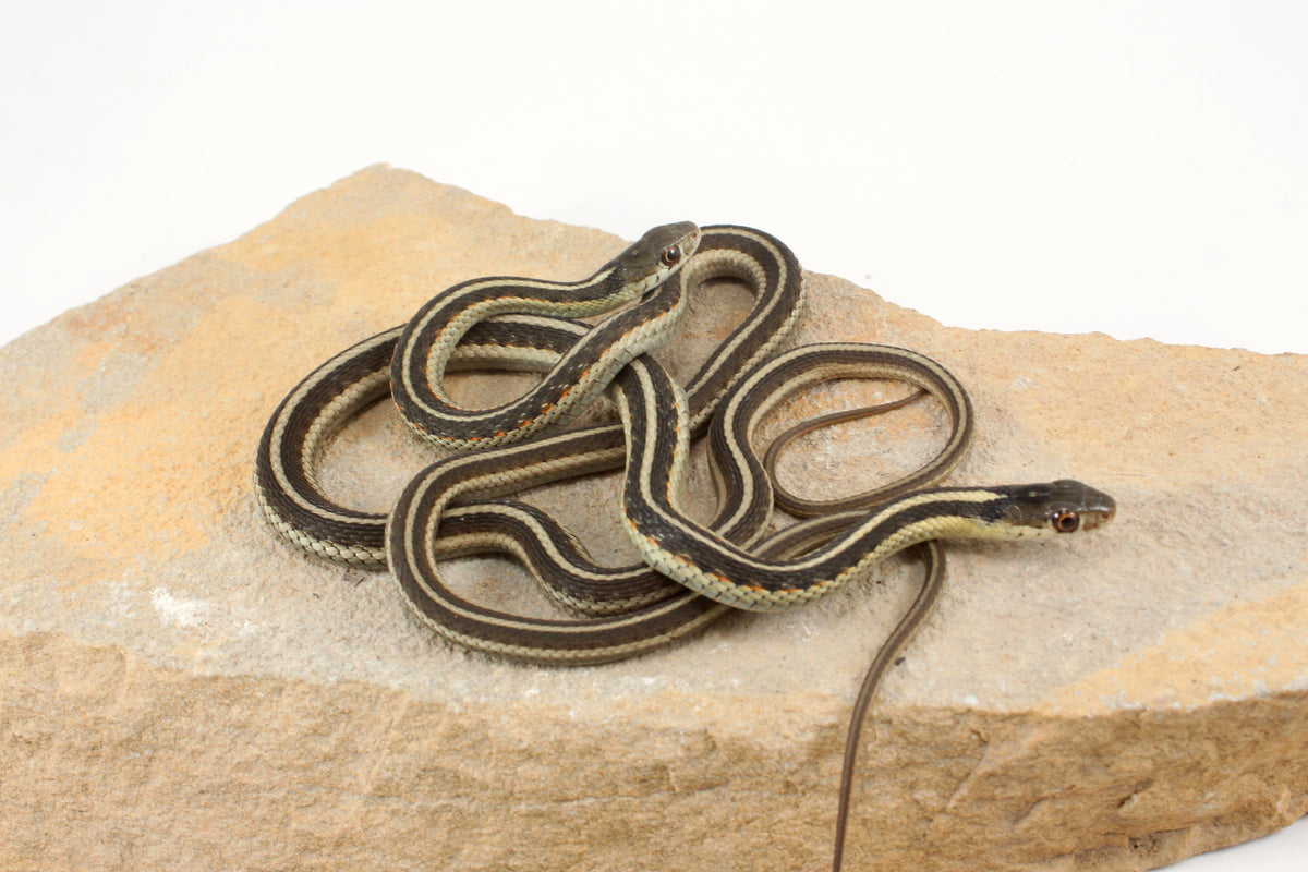 Hybrid Garter Snake - Plains X Eastern