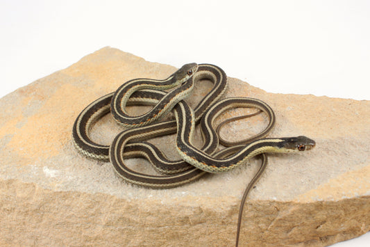 Hybrid Garter Snake - Plains X Eastern