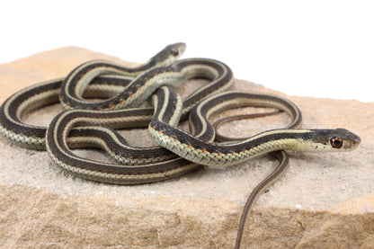 Hybrid Garter Snake - Plains X Eastern