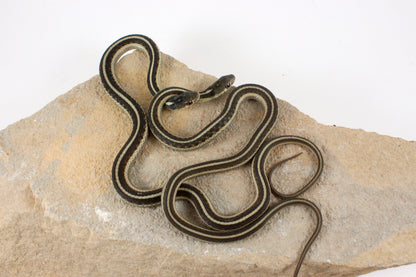 Hybrid Garter Snake - Plains X Eastern