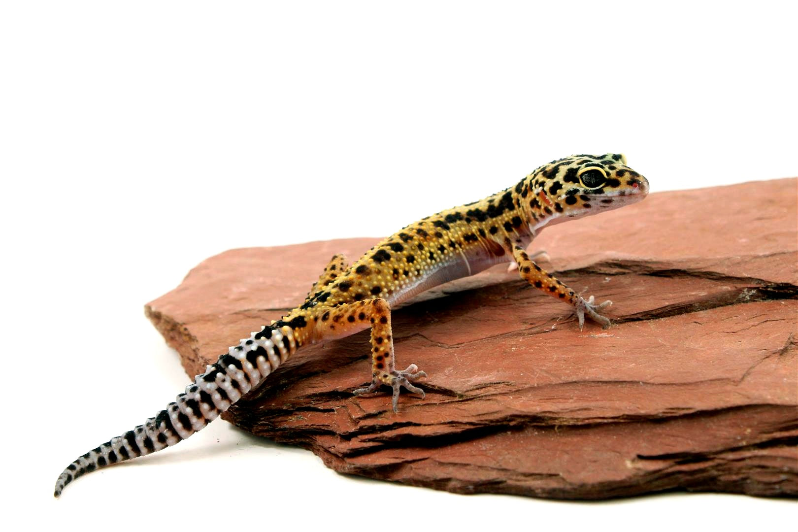 Lizard Are Leopard Geckos Amphibians Is Gecko A Reptile Or
