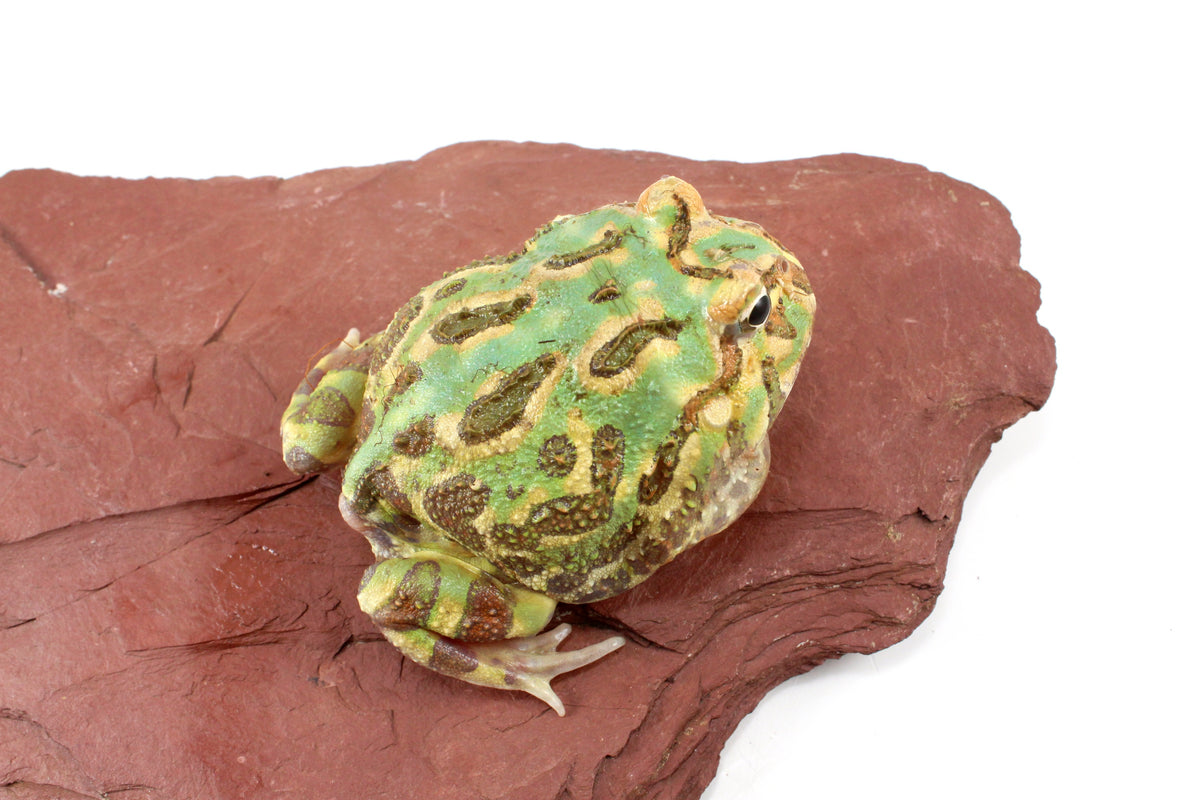 Peppermint Pacman Frog