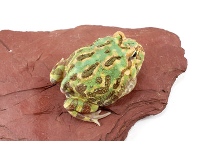 Peppermint Pacman Frog