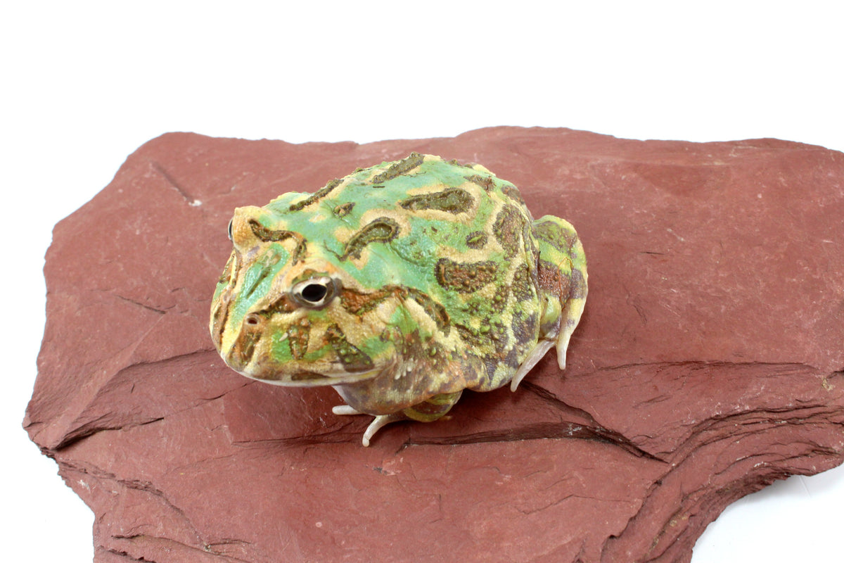 Peppermint Pacman Frog