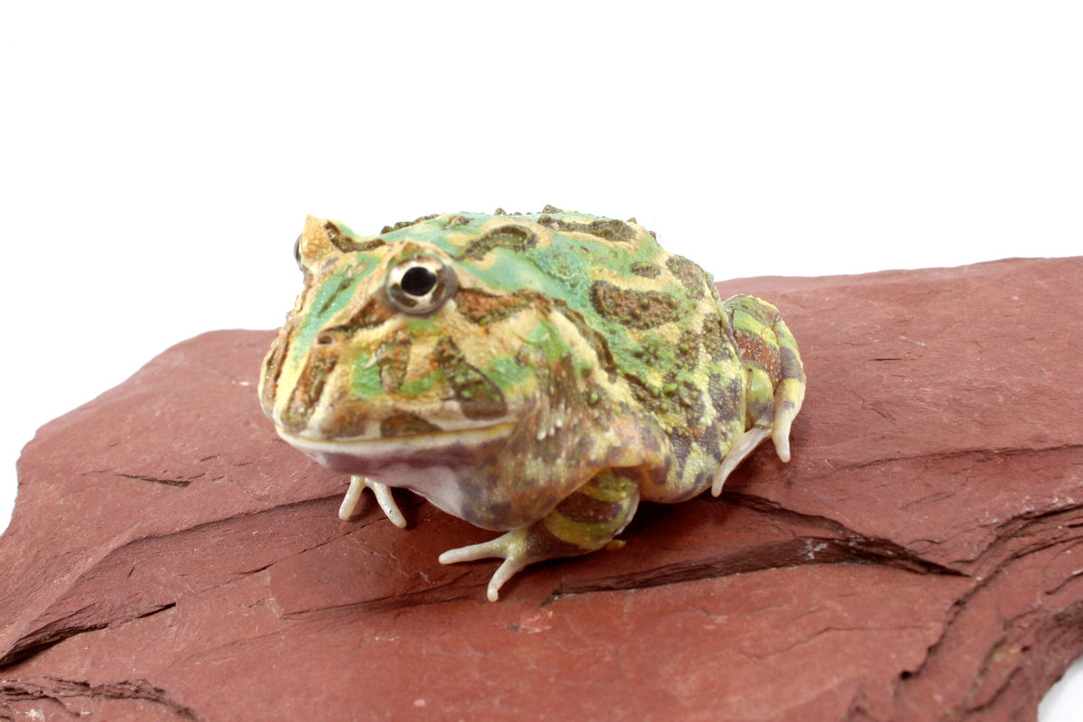 Peppermint Pacman Frog