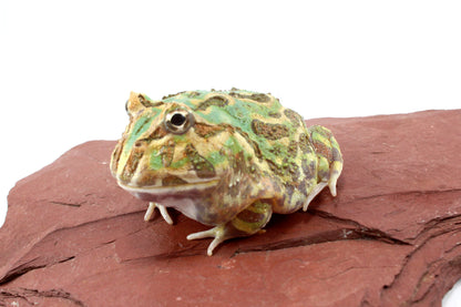 Peppermint Pacman Frog