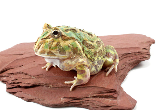 Peppermint Pacman Frog