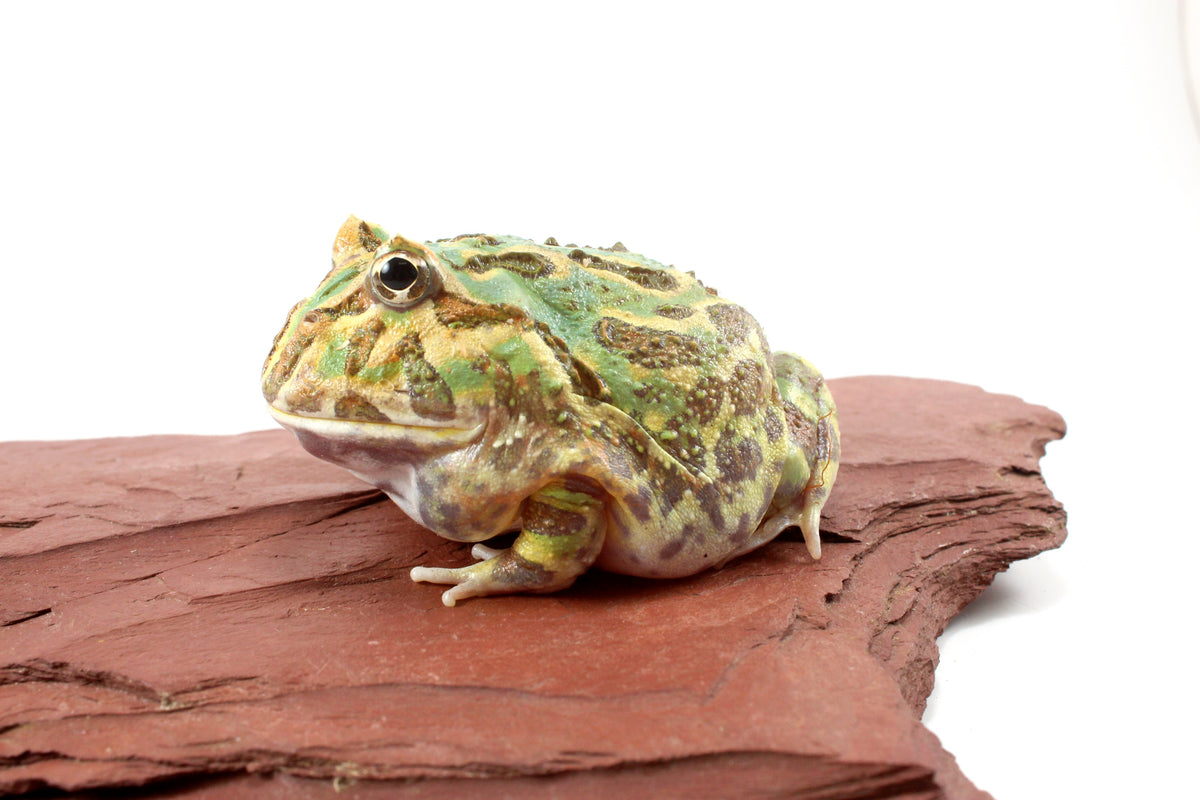 Peppermint Pacman Frog