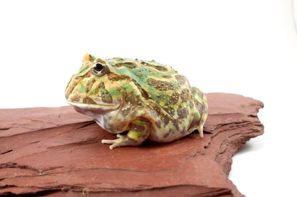 Peppermint Pacman Frog