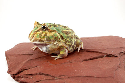 Peppermint Pacman Frog