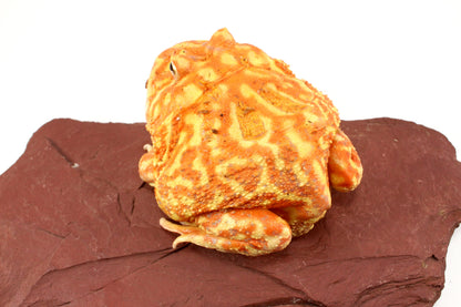 Strawberry Albino Pacman - Adult Female