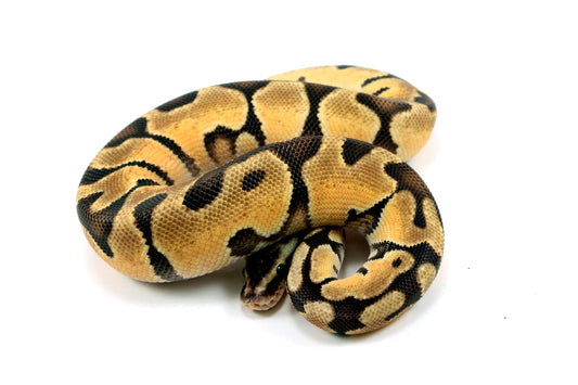 Pastel Fire Orange Dream Ball Python