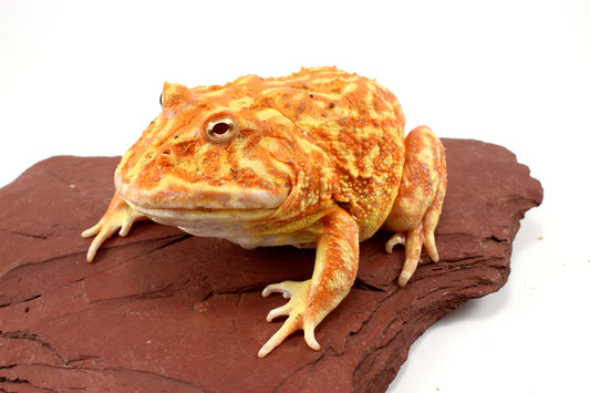 Strawberry Albino Pacman - Adult Female