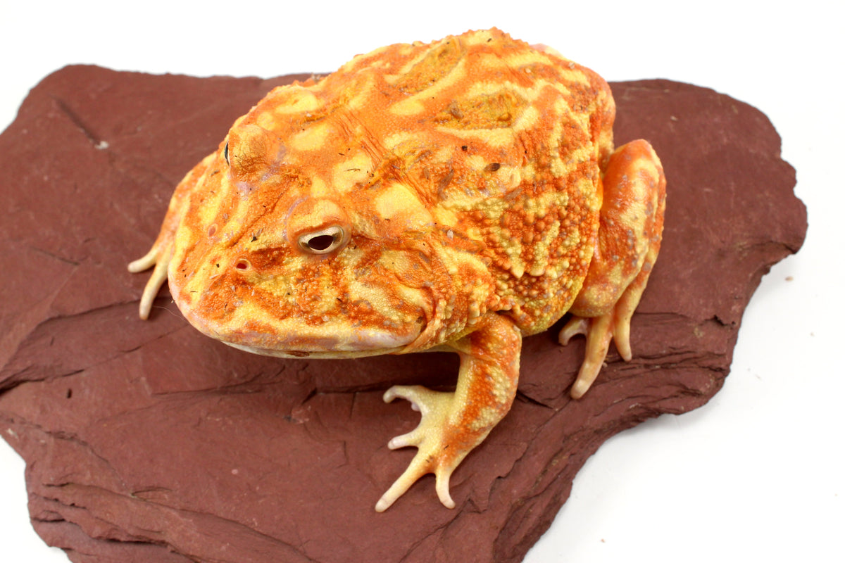 Strawberry Albino Pacman - Adult Female