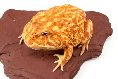 Strawberry Albino Pacman - Adult Female