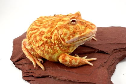 Strawberry Albino Pacman - Adult Female