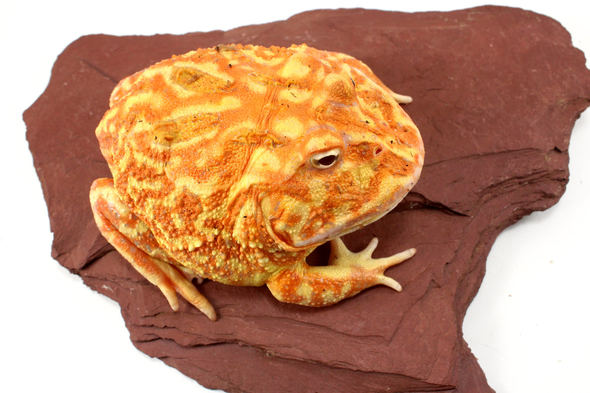 Strawberry Albino Pacman - Adult Female