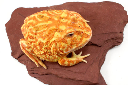 Strawberry Albino Pacman - Adult Female