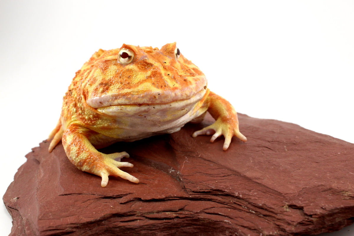 Strawberry Albino Pacman - Adult Female