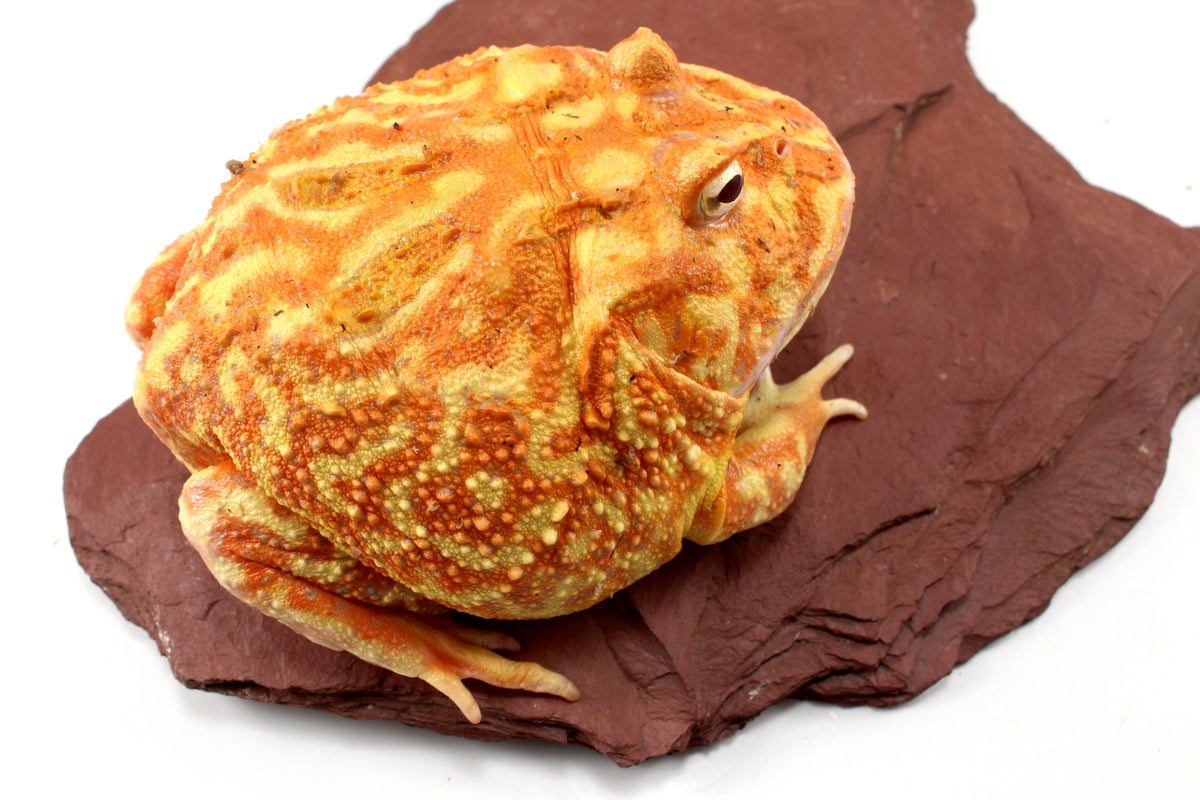 Strawberry Albino Pacman - Adult Female