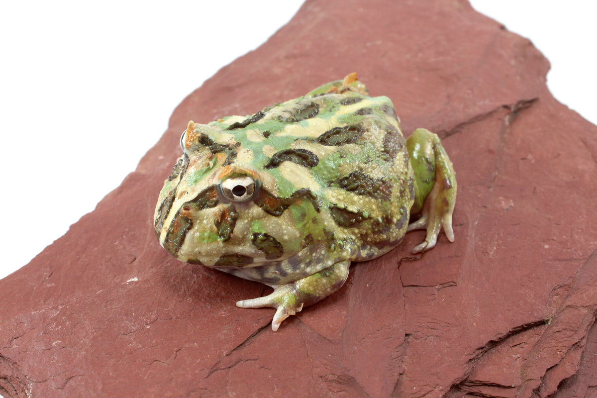 Peppermint Pacman Frog