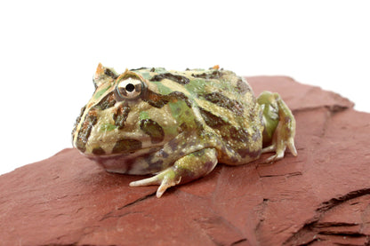 Peppermint Pacman Frog