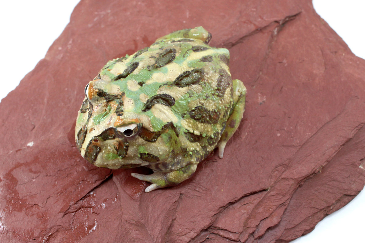 Peppermint Pacman Frog