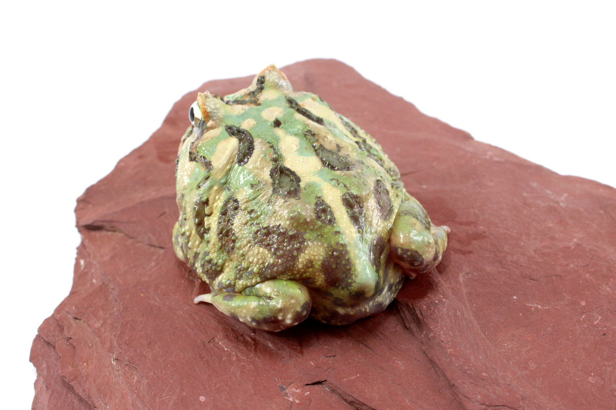 Peppermint Pacman Frog