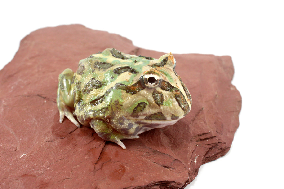 Peppermint Pacman Frog