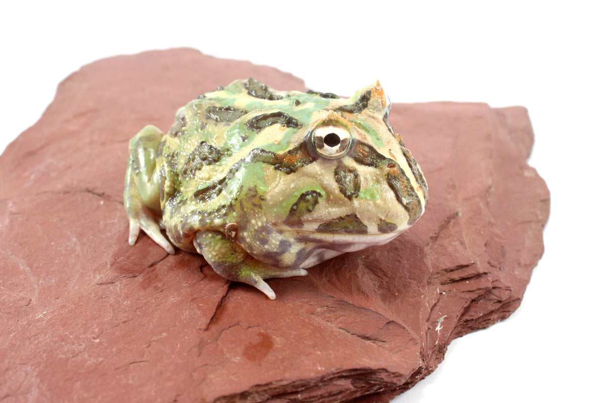 Peppermint Pacman Frog