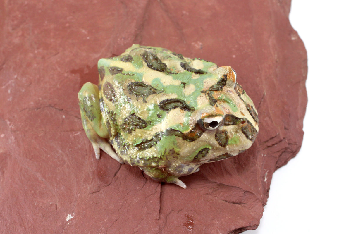 Peppermint Pacman Frog