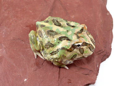 Peppermint Pacman Frog
