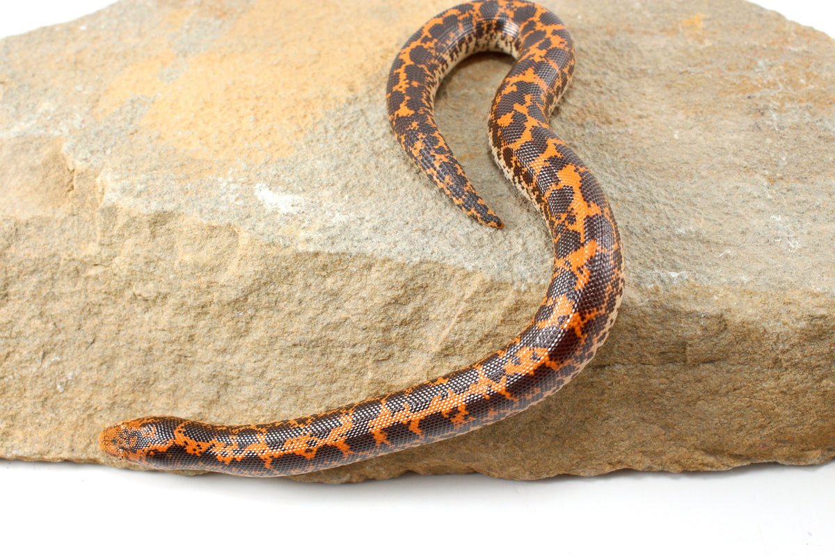 Double Het Albino/Paradox Kenyan Sand Boa