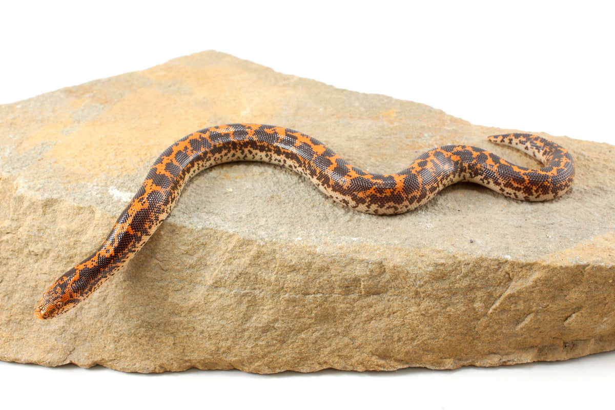 Double Het Albino/Paradox Kenyan Sand Boa
