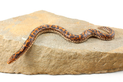 Double Het Albino/Paradox Kenyan Sand Boa