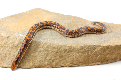 Double Het Albino/Paradox Kenyan Sand Boa