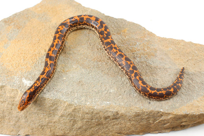 Double Het Albino/Paradox Kenyan Sand Boa