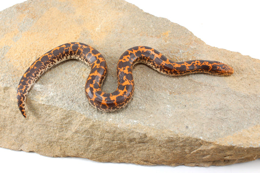 Double Het Albino/Paradox Kenyan Sand Boa