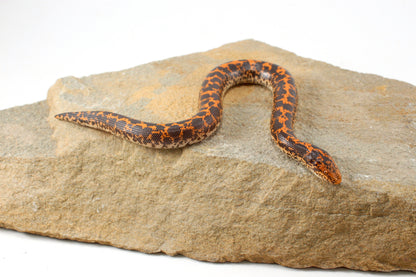 Double Het Albino/Paradox Kenyan Sand Boa