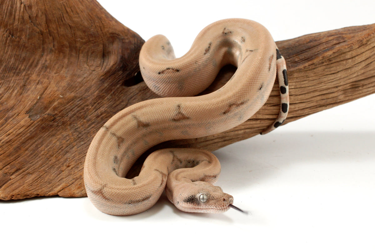 Scoria Colombian Boa