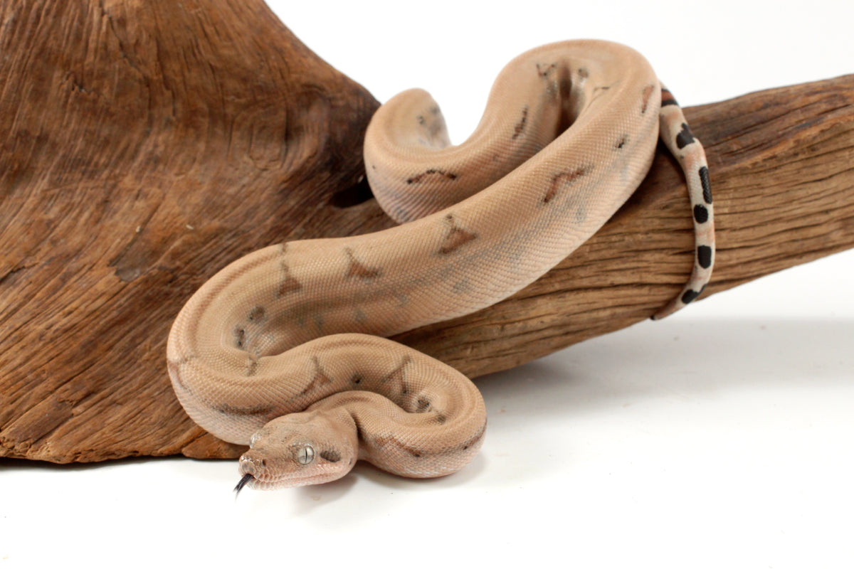 Scoria Colombian Boa