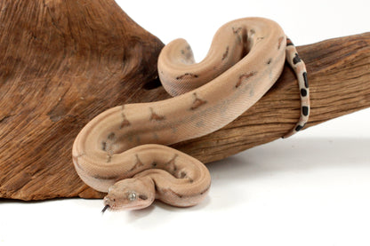 Scoria Colombian Boa