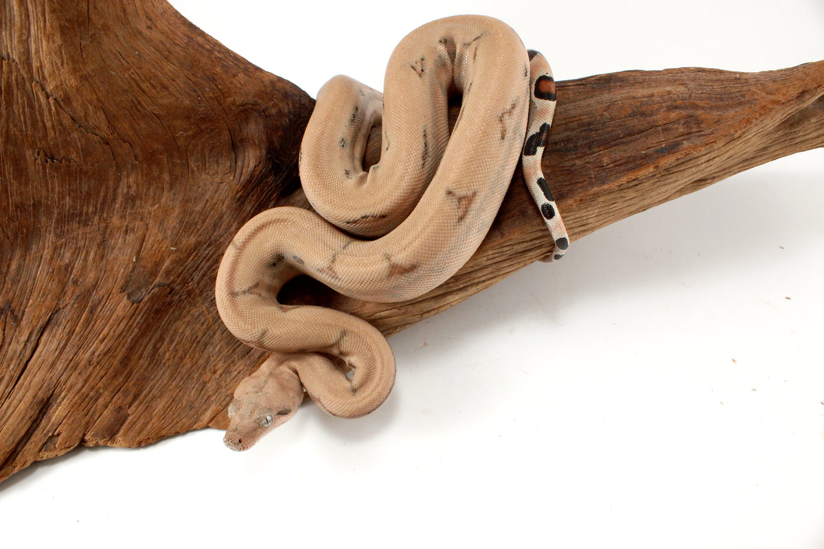 Scoria Colombian Boa