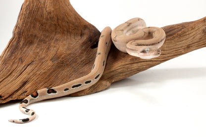 Scoria Colombian Boa