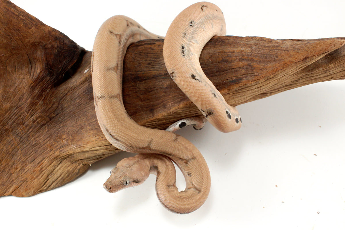 Scoria Colombian Boa