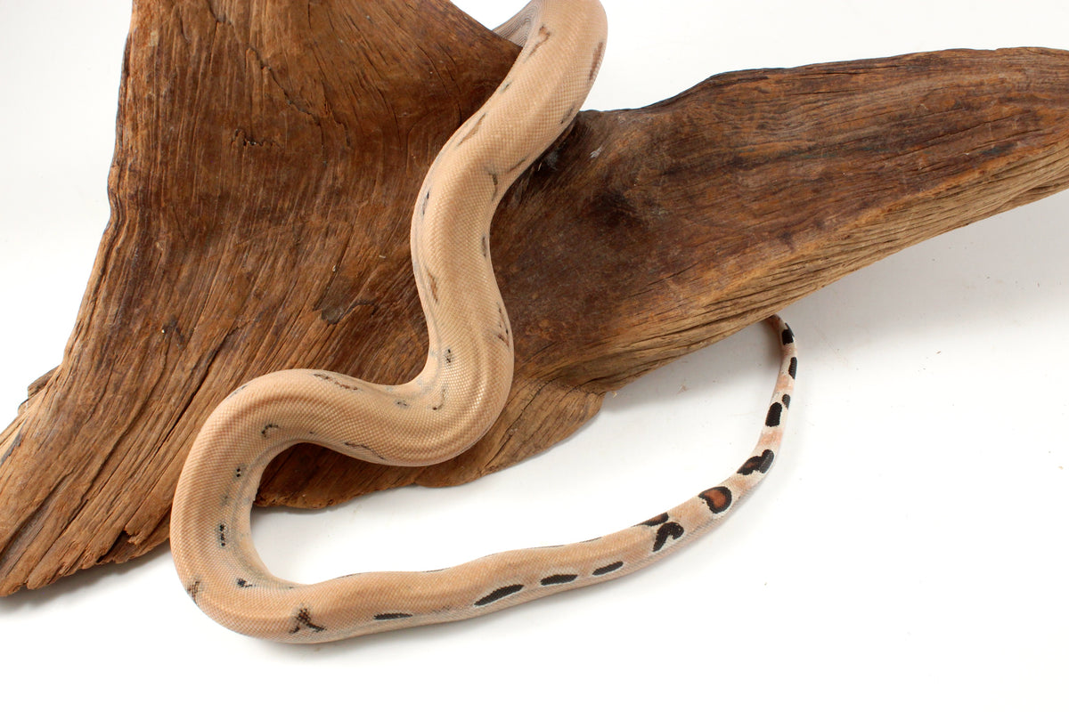Scoria Colombian Boa