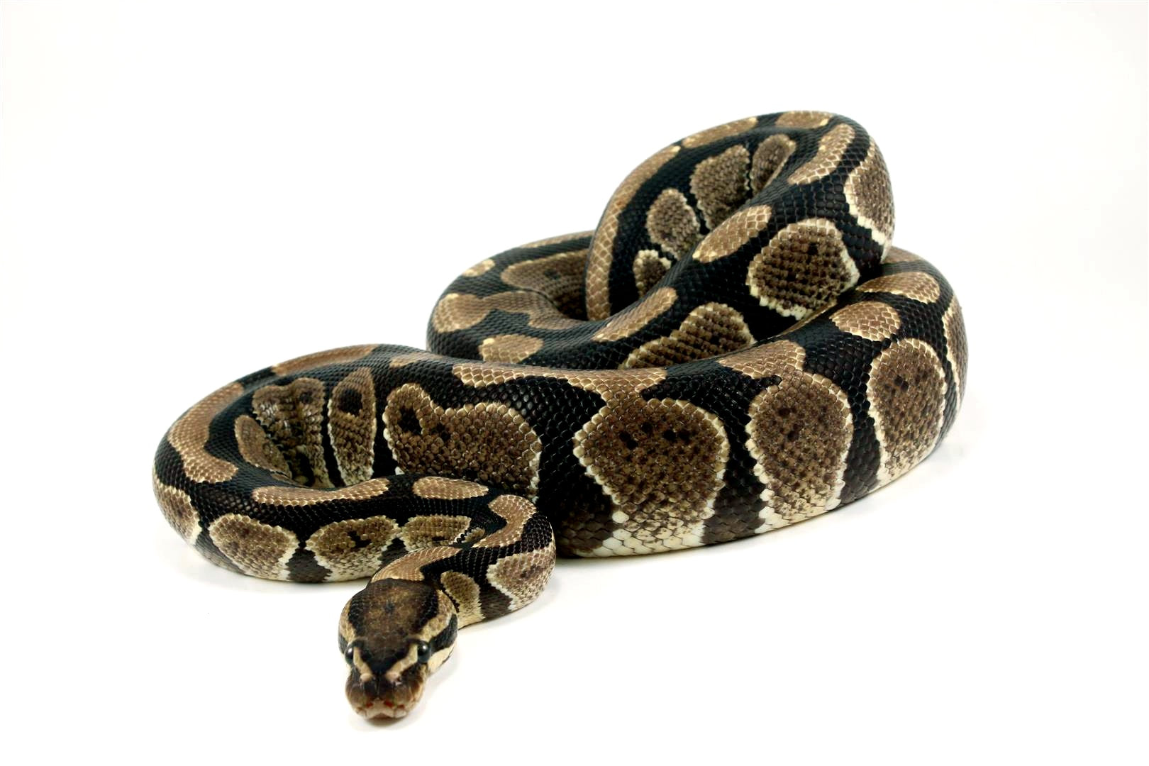 Fire Granite Ball Python - All Reptiles